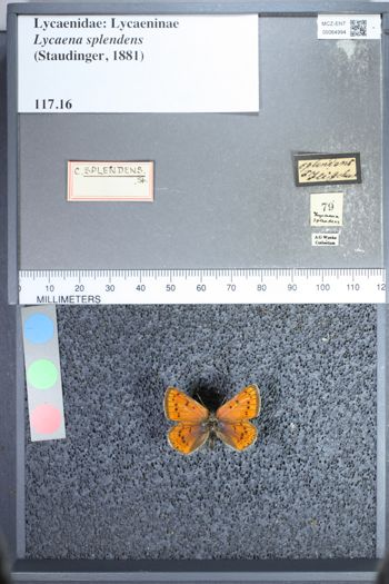 Media type: image;   Entomology 64994